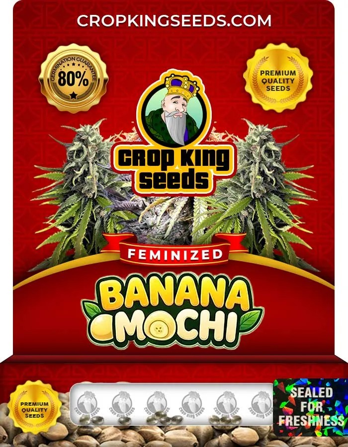 Banana Mochi Strain Feminized Seeds