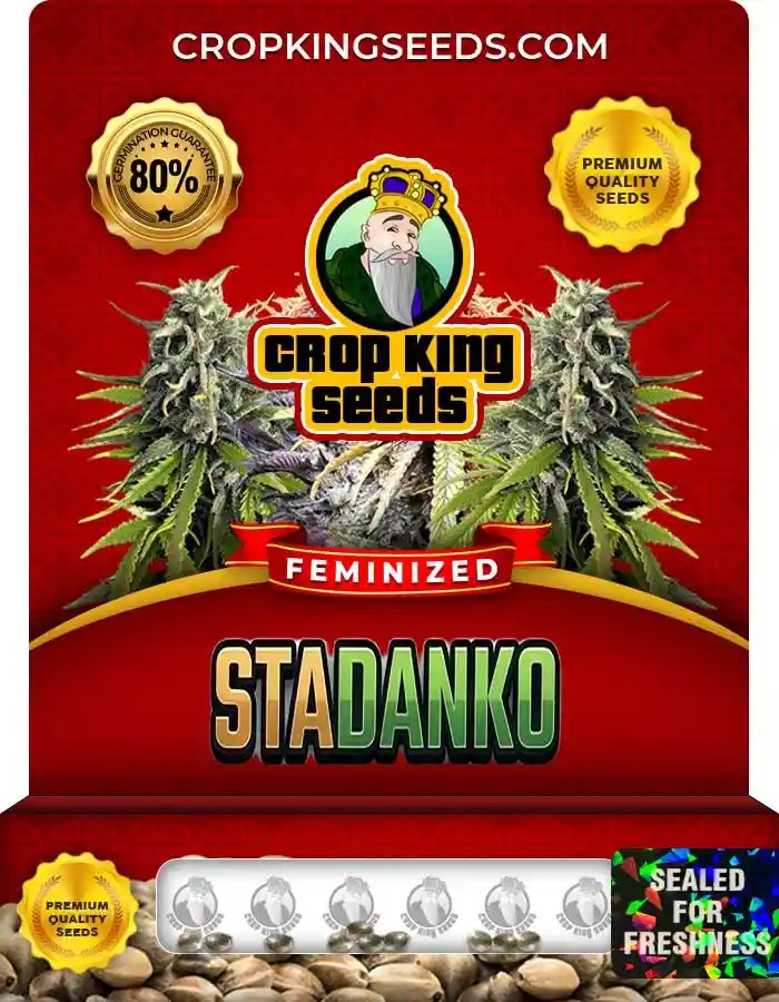 Stadanko Feminized Seeds