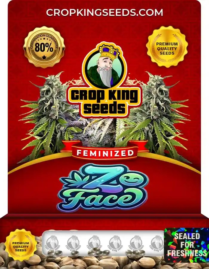 Z Face Strain Feminized Seeds