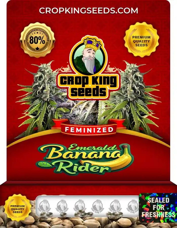 Emerald Banana Rider Strain Feminized Seeds