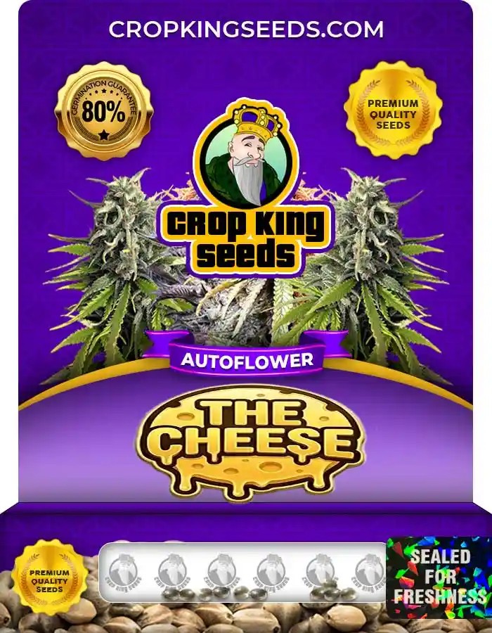 The Cheese Autoflower Seeds