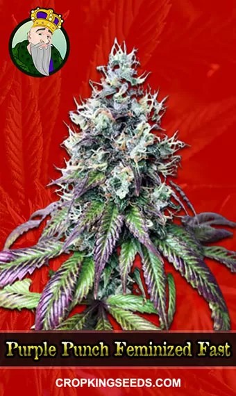 Purple Punch Strain Feminized Fast Version Marijuana Seeds