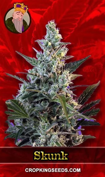Skunk Strain Feminized Fast Version Marijuana Seeds