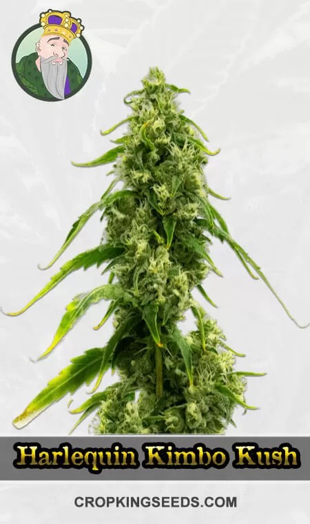 CBD Harlequin Kimbo Kush Fast Version Marijuana Seeds