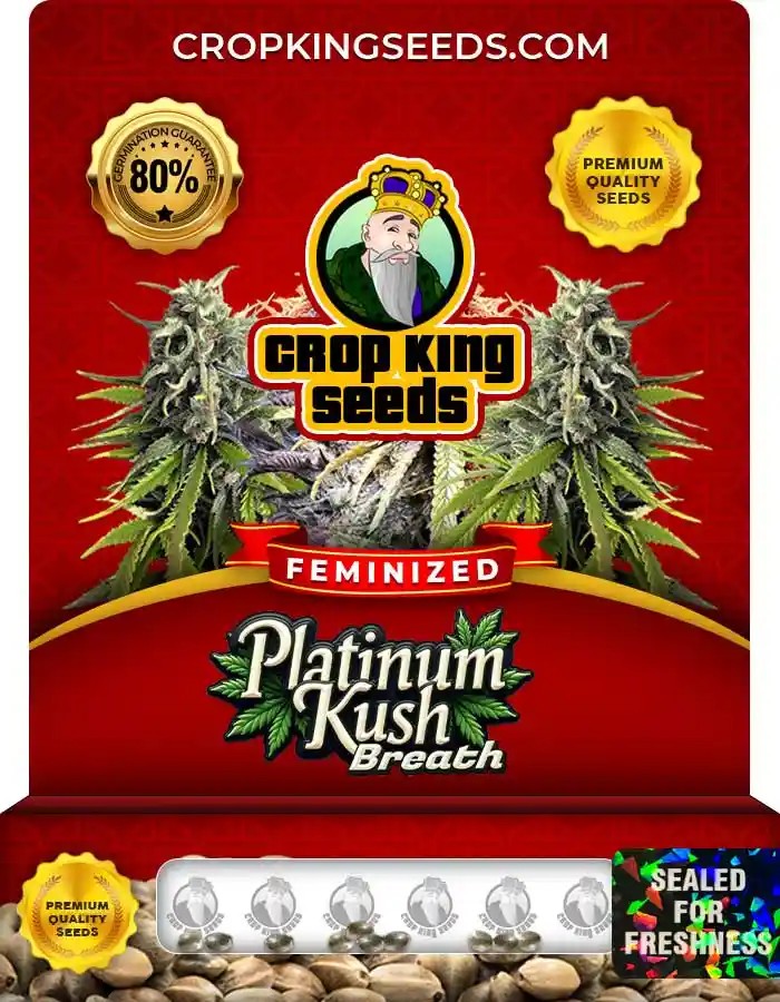 Platinum Kush Breath Feminized Marijuana Seeds