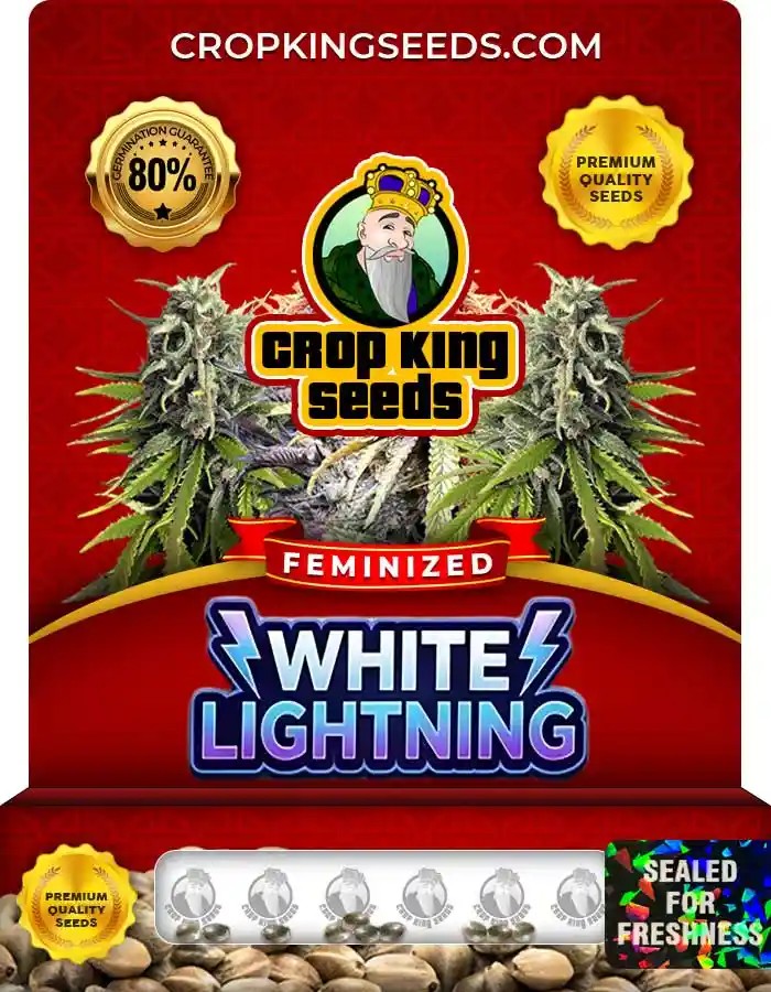 White Lightning Strain Feminized Marijuana Seeds