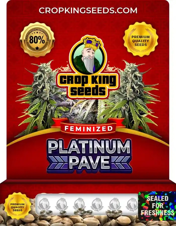 Platinum Pave Strain Feminized Seeds