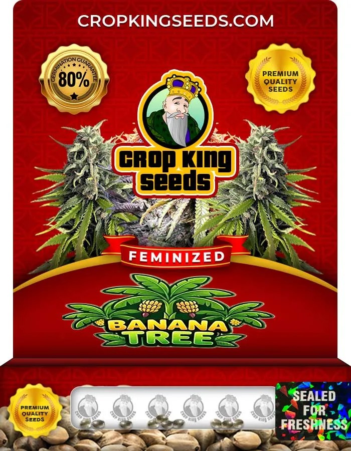 Banana Tree Strain Feminized Seeds