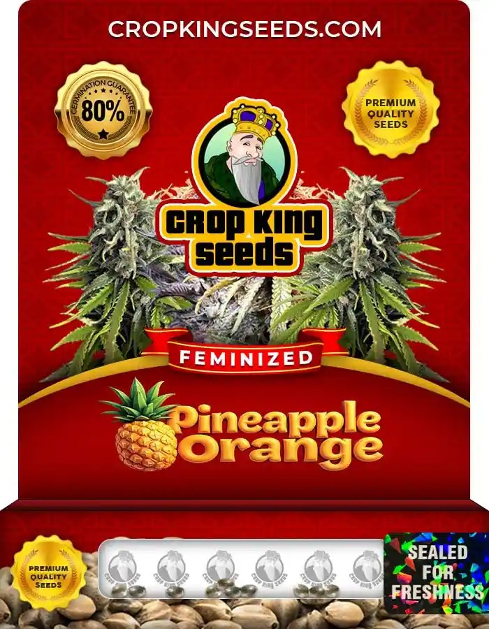 Pineapple Orange Strain Feminized Seeds