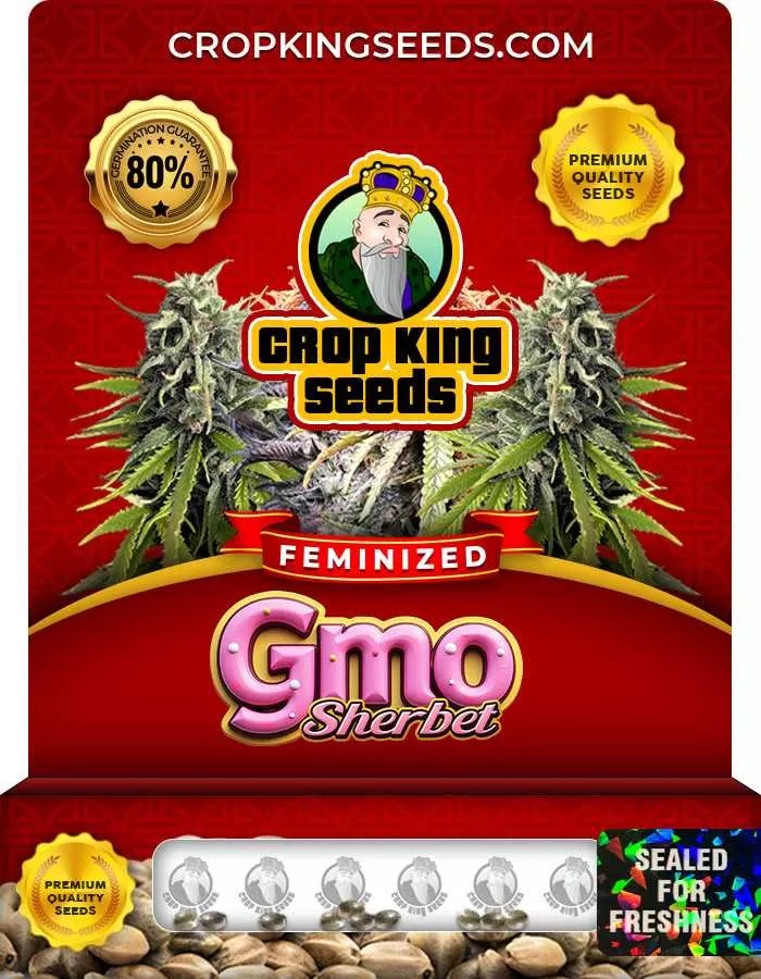 GMO Sherbet Strain Feminized Marijuana Seeds