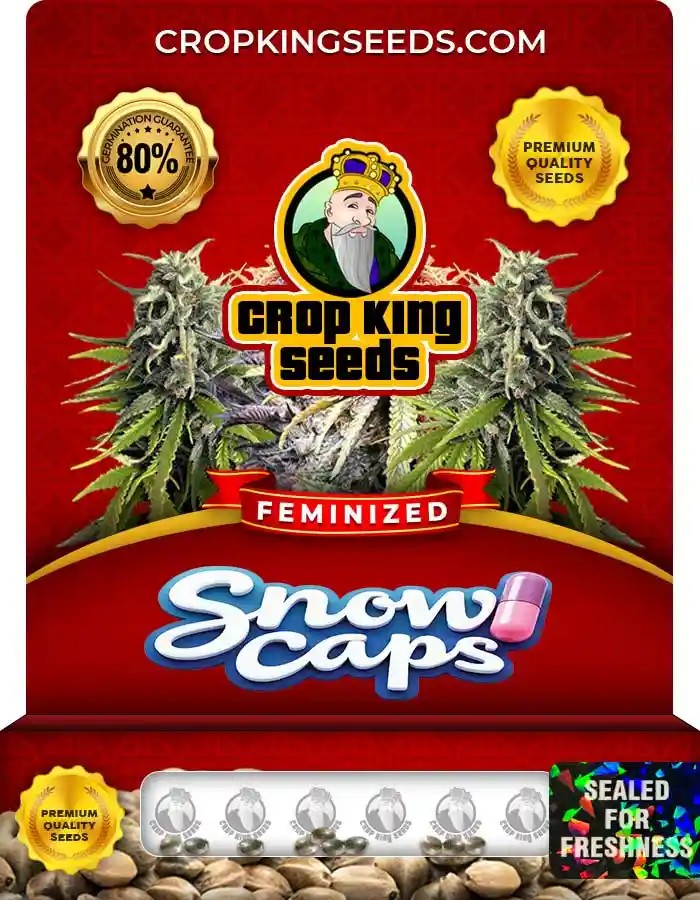 Snow Caps Strain Feminized Marijuana Seeds