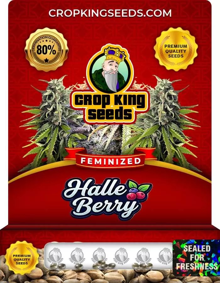 Halle Berry Strain Feminized Marijuana Seeds