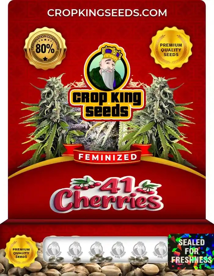 41 Cherries Strain Feminized Marijuana Seeds