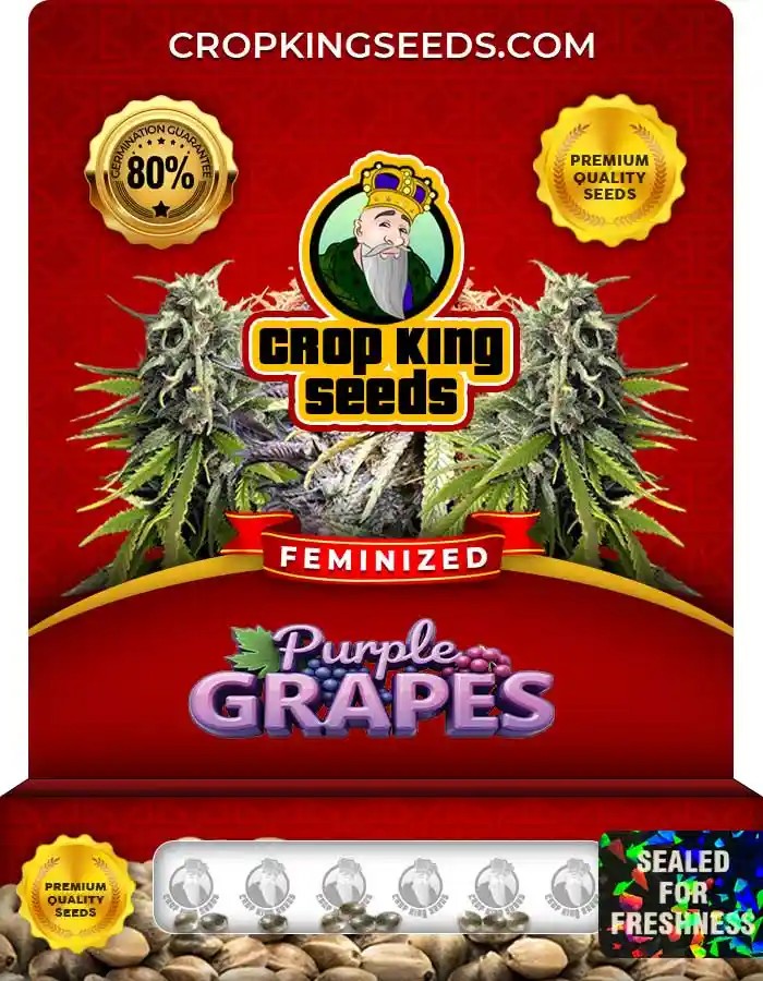 Purple Grapes Feminized Seeds