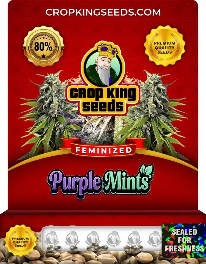 Purple Mints Feminized Seeds