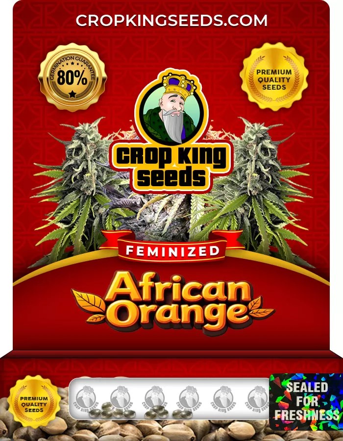 African Orange Feminized Seeds Marijuana Seeds