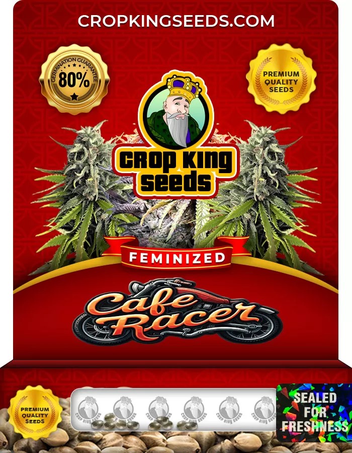Cafe Racer Feminized Marijuana Seeds