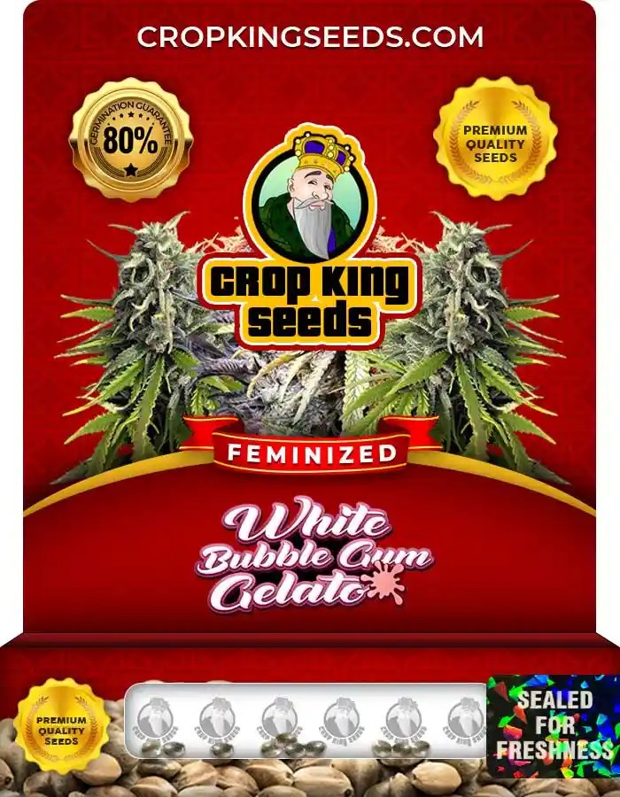 White Bubble Gum Gelato Strain Feminized Marijuana Seeds