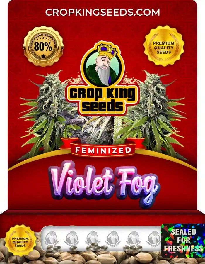 Violet Fog Strain Feminized Marijuana Seeds