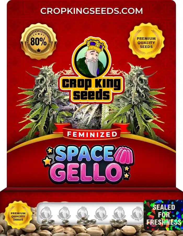 Space Gello Feminized Seeds