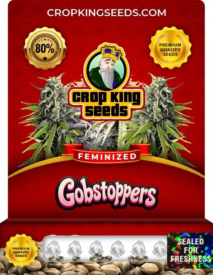 Gobstoppers Strain Feminized Marijuana Seeds
