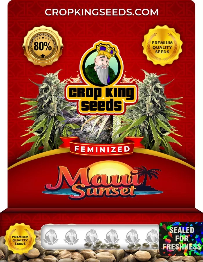 Maui Sunset Feminized Marijuana Seeds