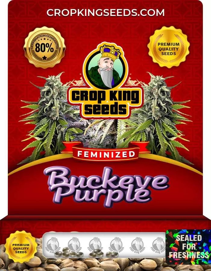 Buckeye Purple Strain Feminized Marijuana Seeds