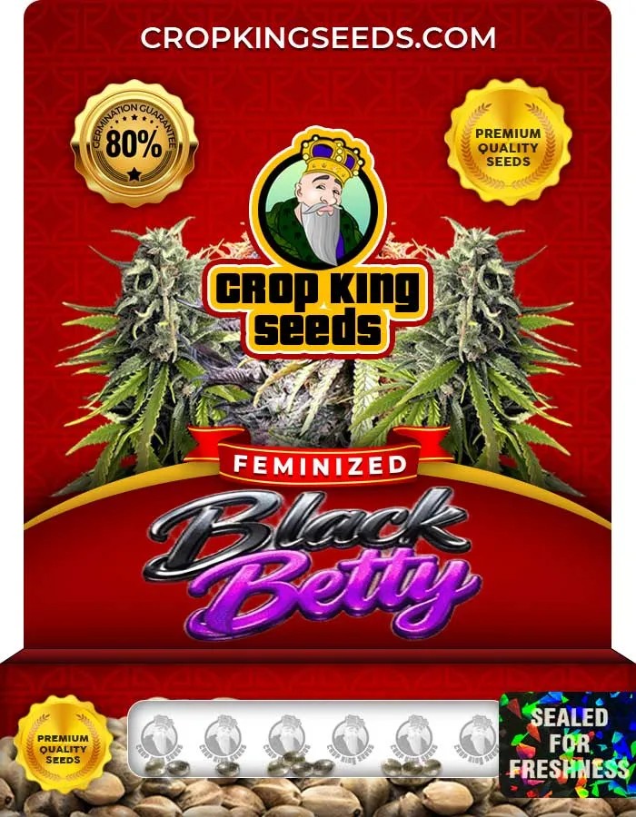 Black Betty Strain Feminized Seeds