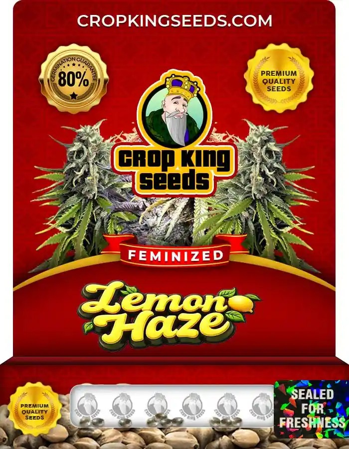 Lemon Haze Strain Feminized Marijuana Seeds