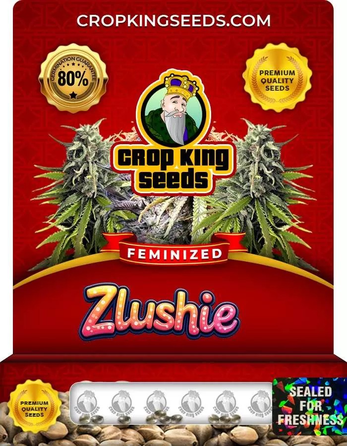 Zlushie Strain Feminized Marijuana Seeds