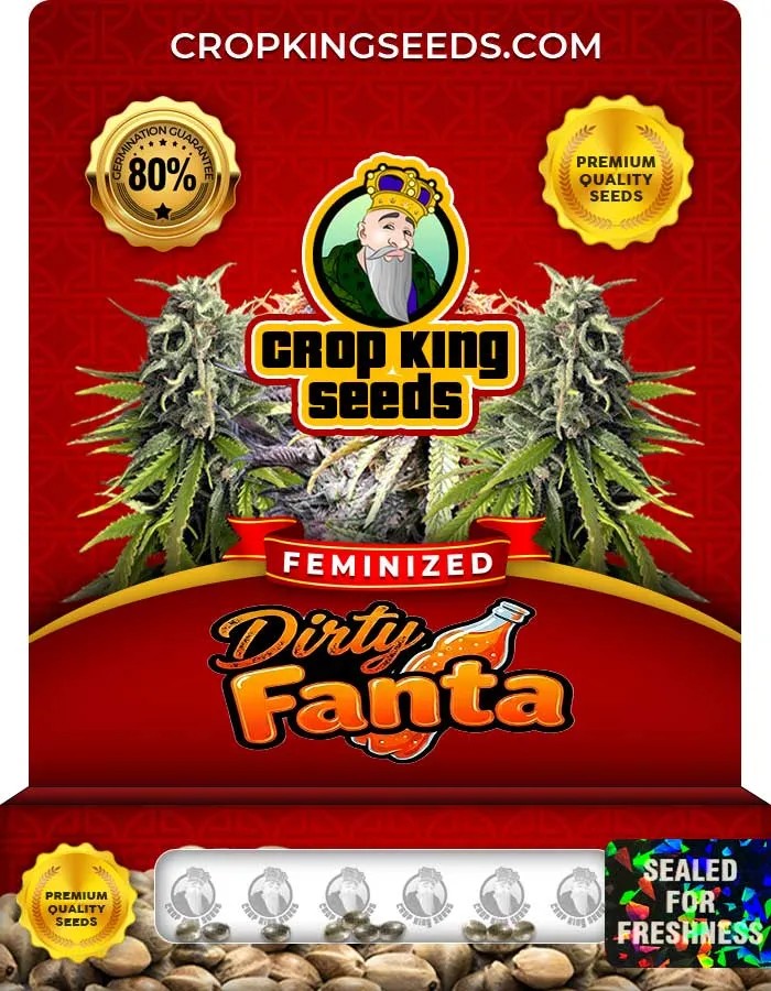 Dirty Fanta Strain Feminized Seeds