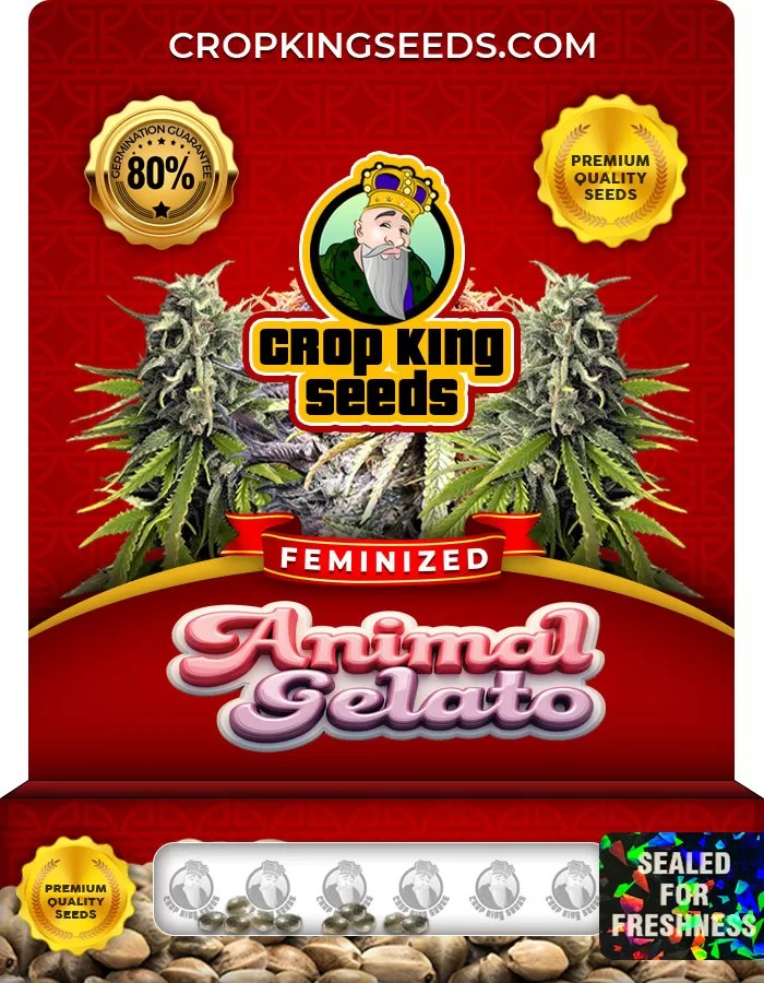 Animal Gelato Feminized Marijuana Seeds