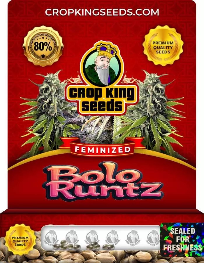 Bolo Runtz Strain Feminized Marijuana Seeds
