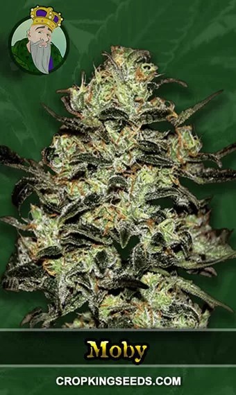 Moby Strain Regular Marijuana Seeds