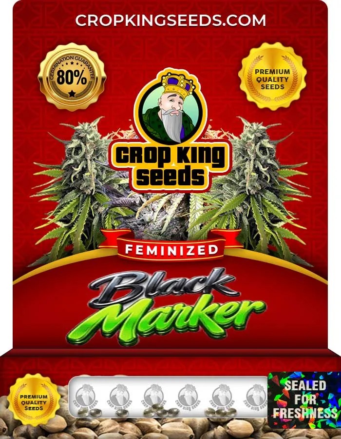 Black Marker Strain Feminized Seeds