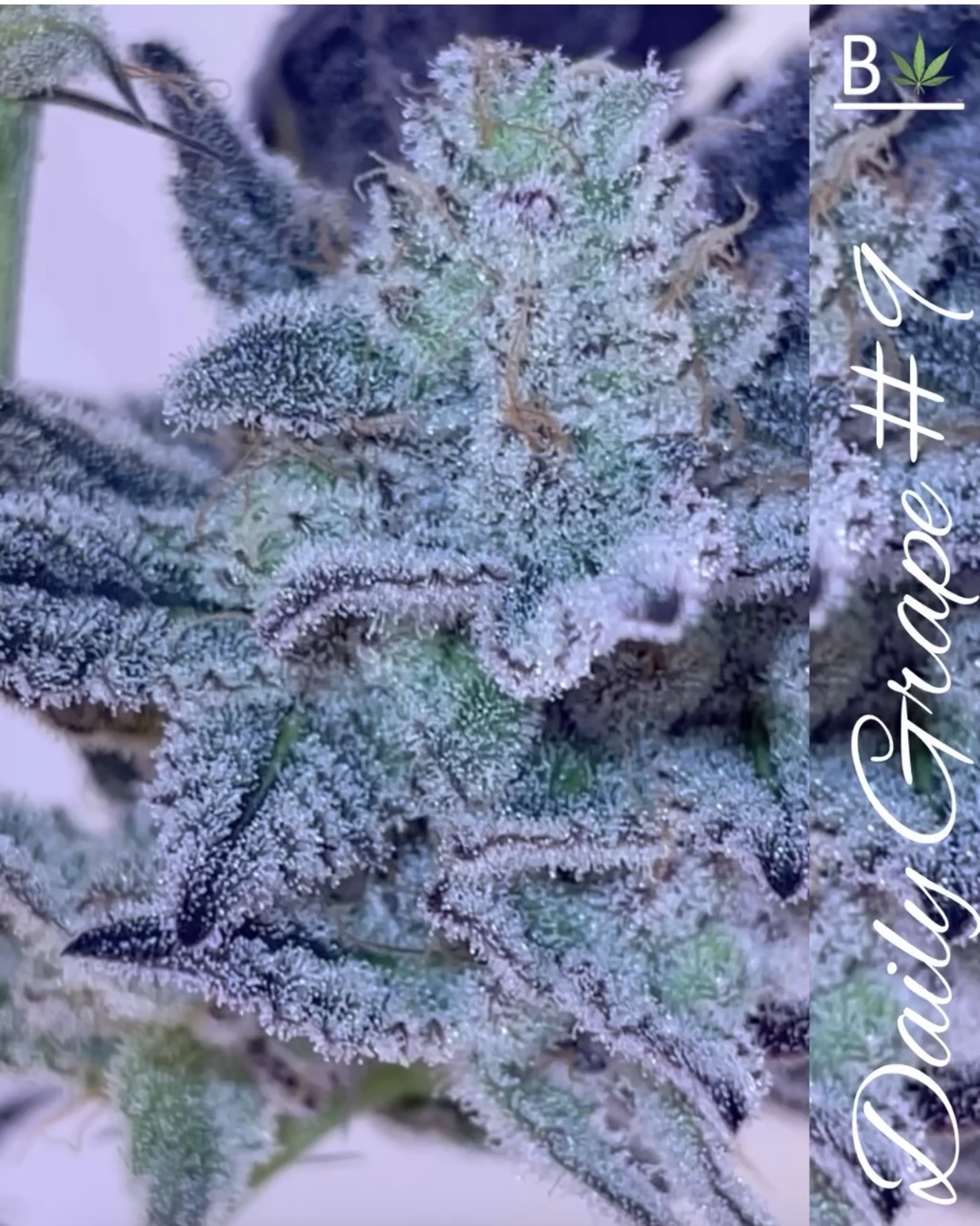 1811 – Daily Grape x Odo #1