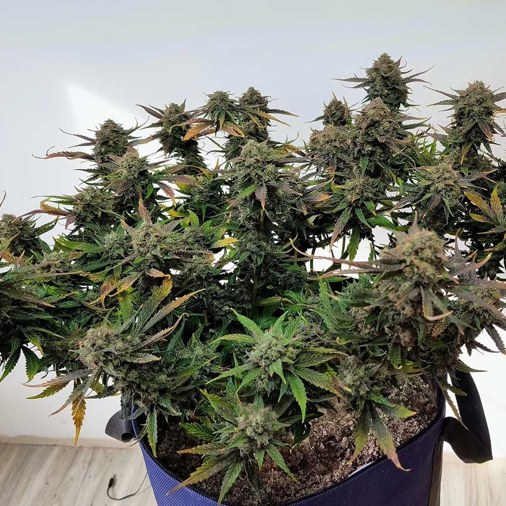 Alchemist’s Apprentice – Wizard’s Apprentice *Foxy Purps* x Chem 91 F4 Auto