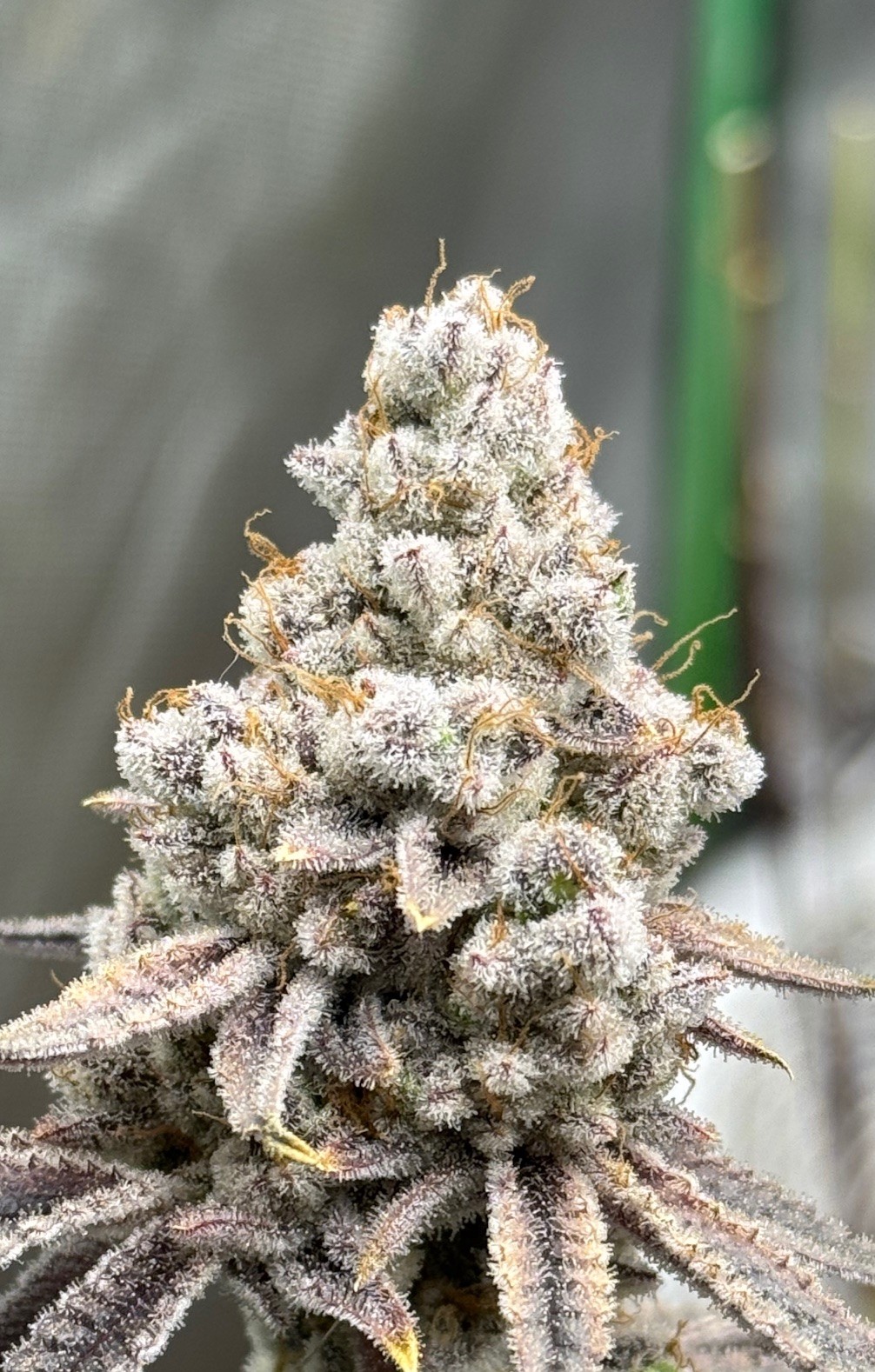 Aloha Breath – Truffaloha 2 x Platinum Chimera Breath #16