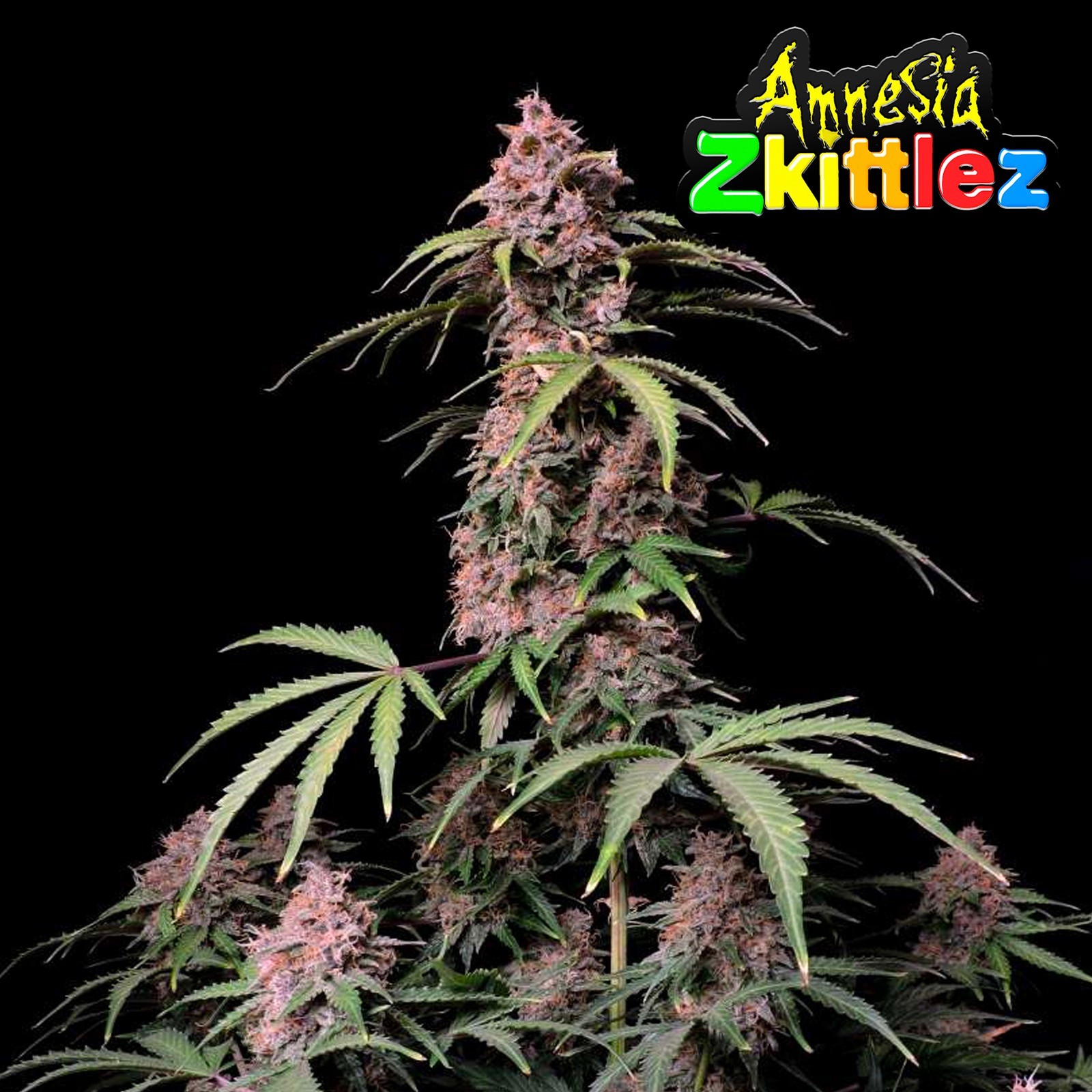 Amnesia Zkittlez Auto