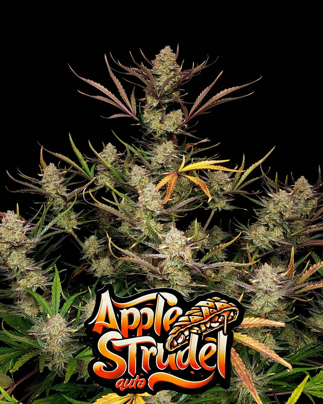 Apple Strudel Auto™