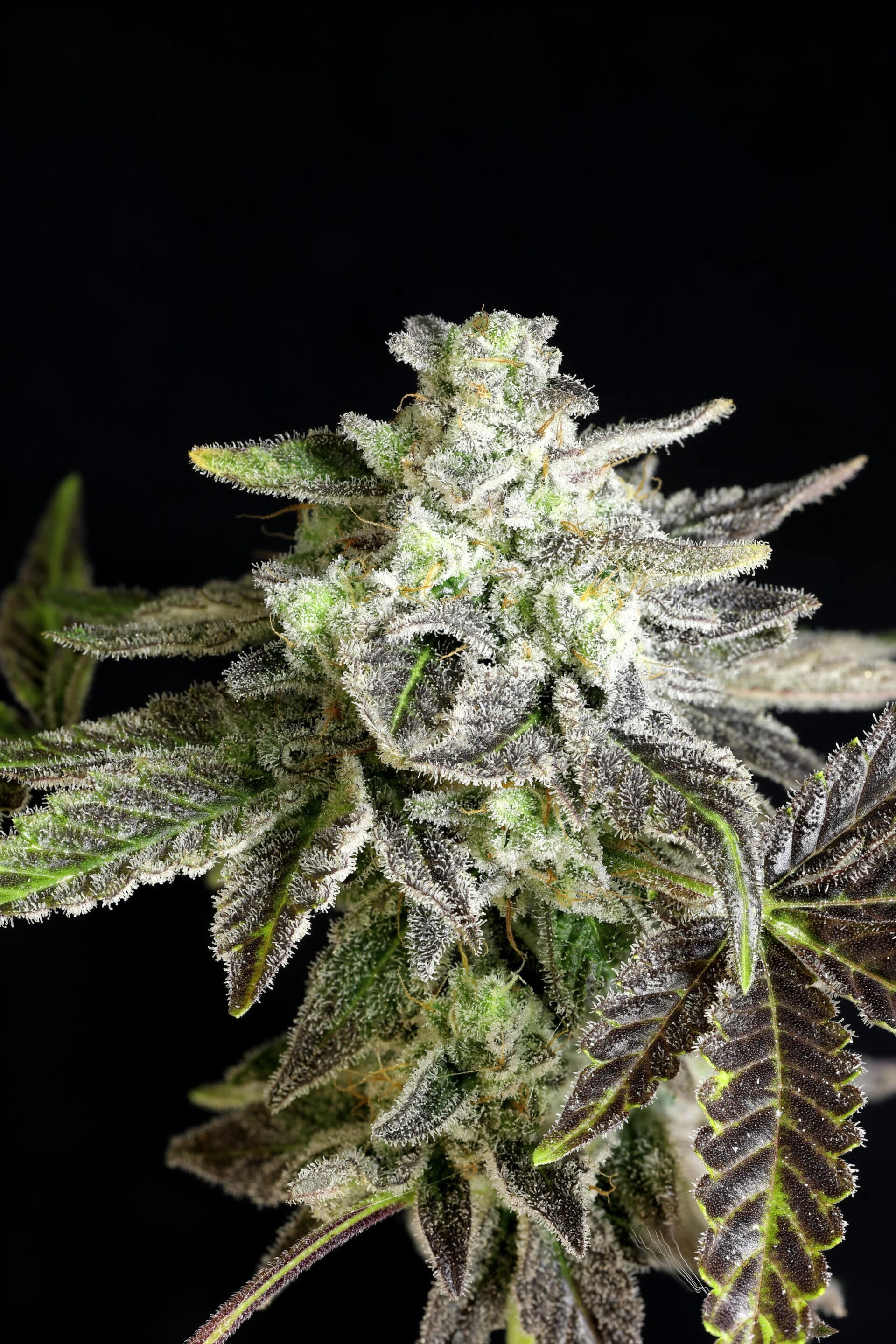 Baconauto – Bacon x Honey Badger