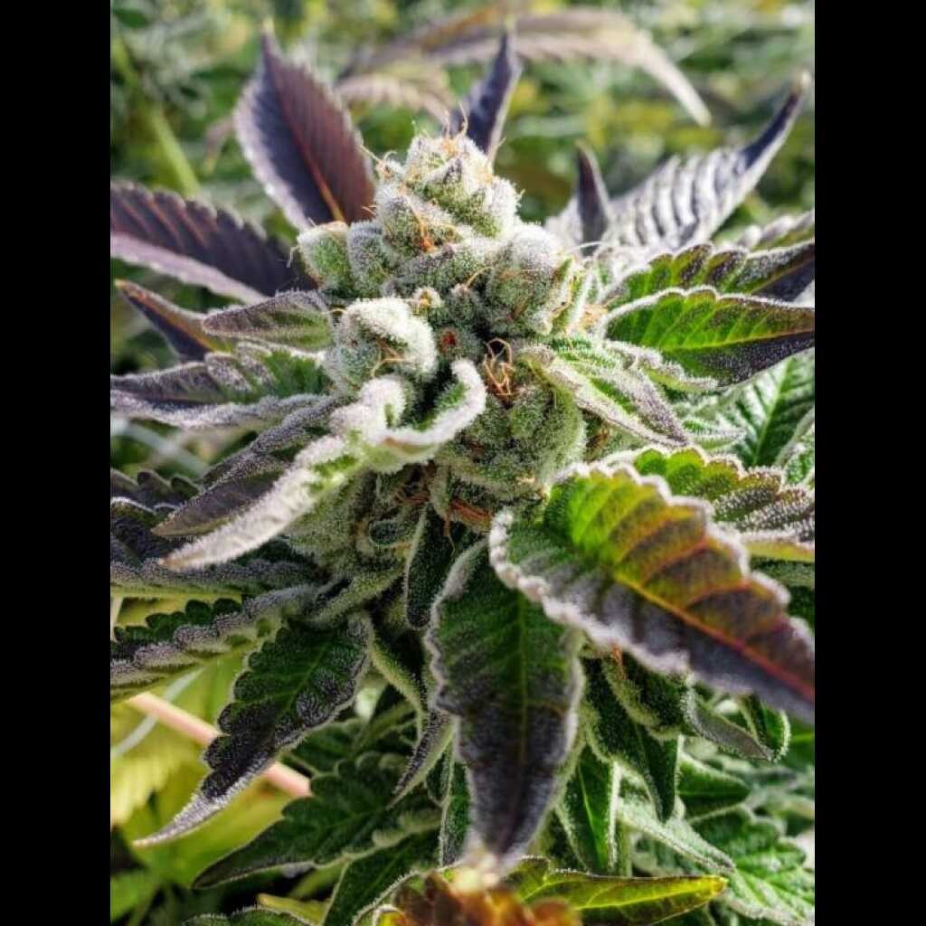 Bad Girl – GSC x The Whip! Bx4