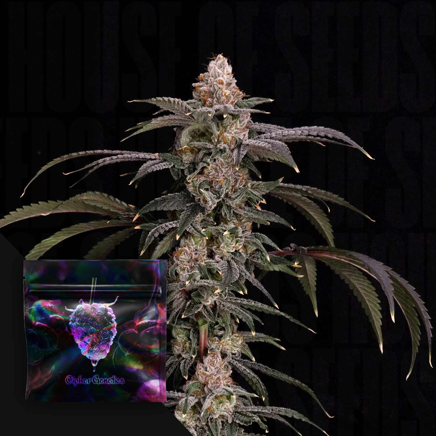 Black Beretta – (Bolo Runtz x Papaya) x Blackberry Octane