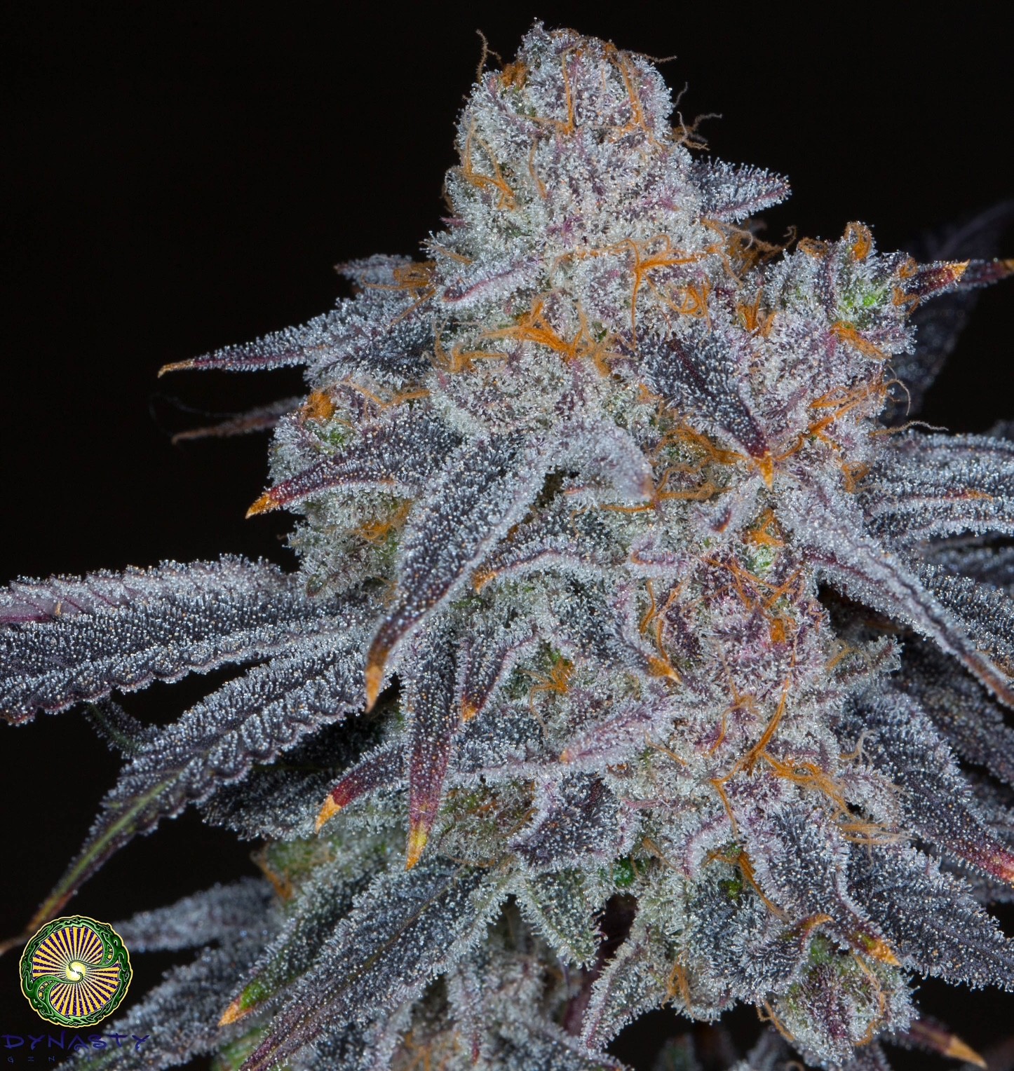 Black Grapefruit – Black Blue Magoo #4 x Grapefruit IBL/Grapefruit f3