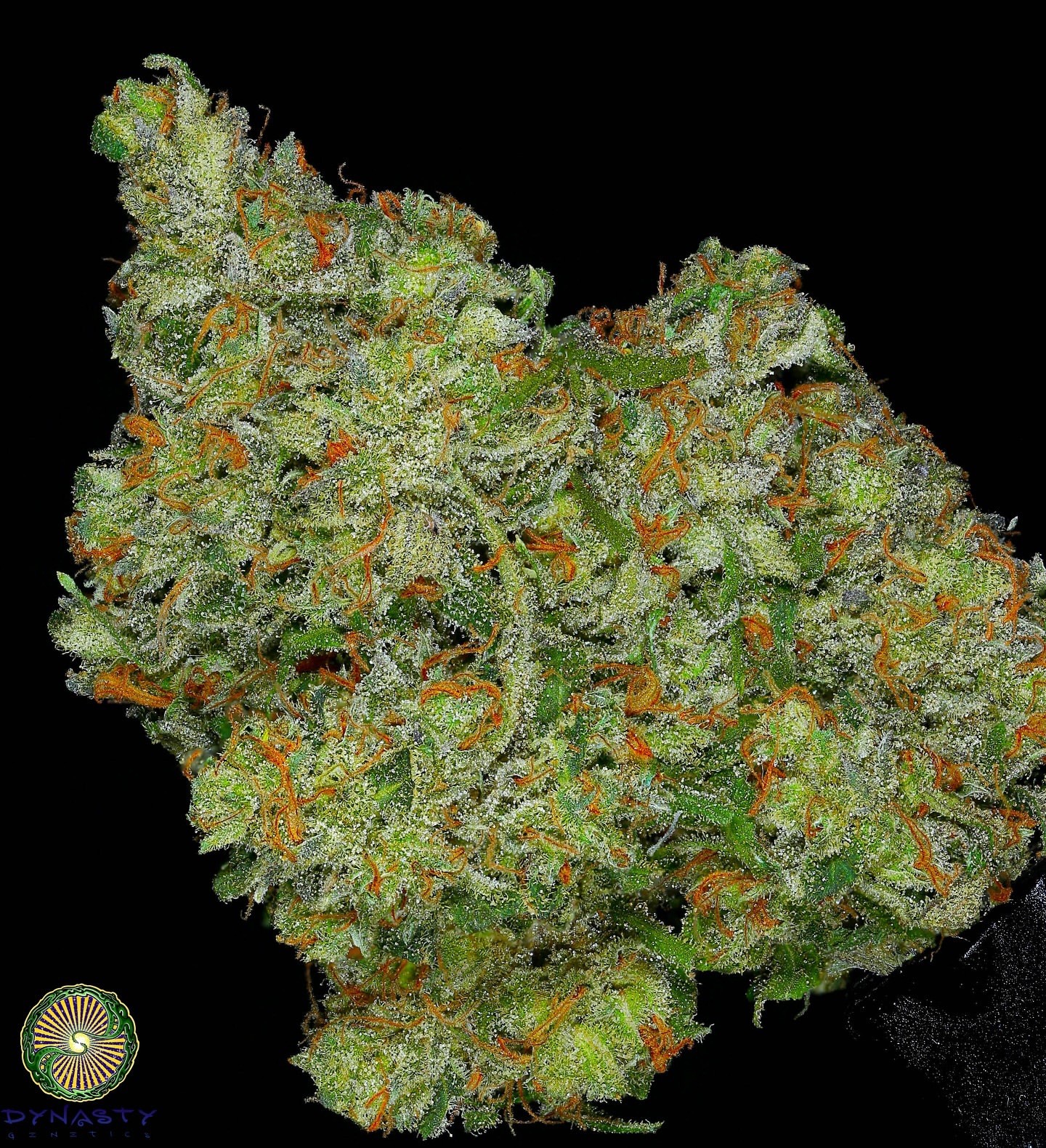 Blisterfist v2 – Kali Snapple bx1 F2