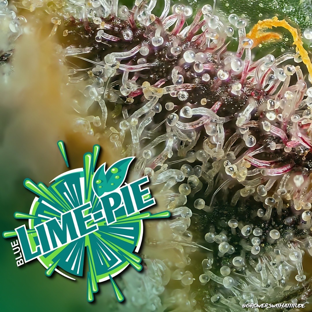Blue Lime Pie – Key Lime Pie x Blue Power (REG)