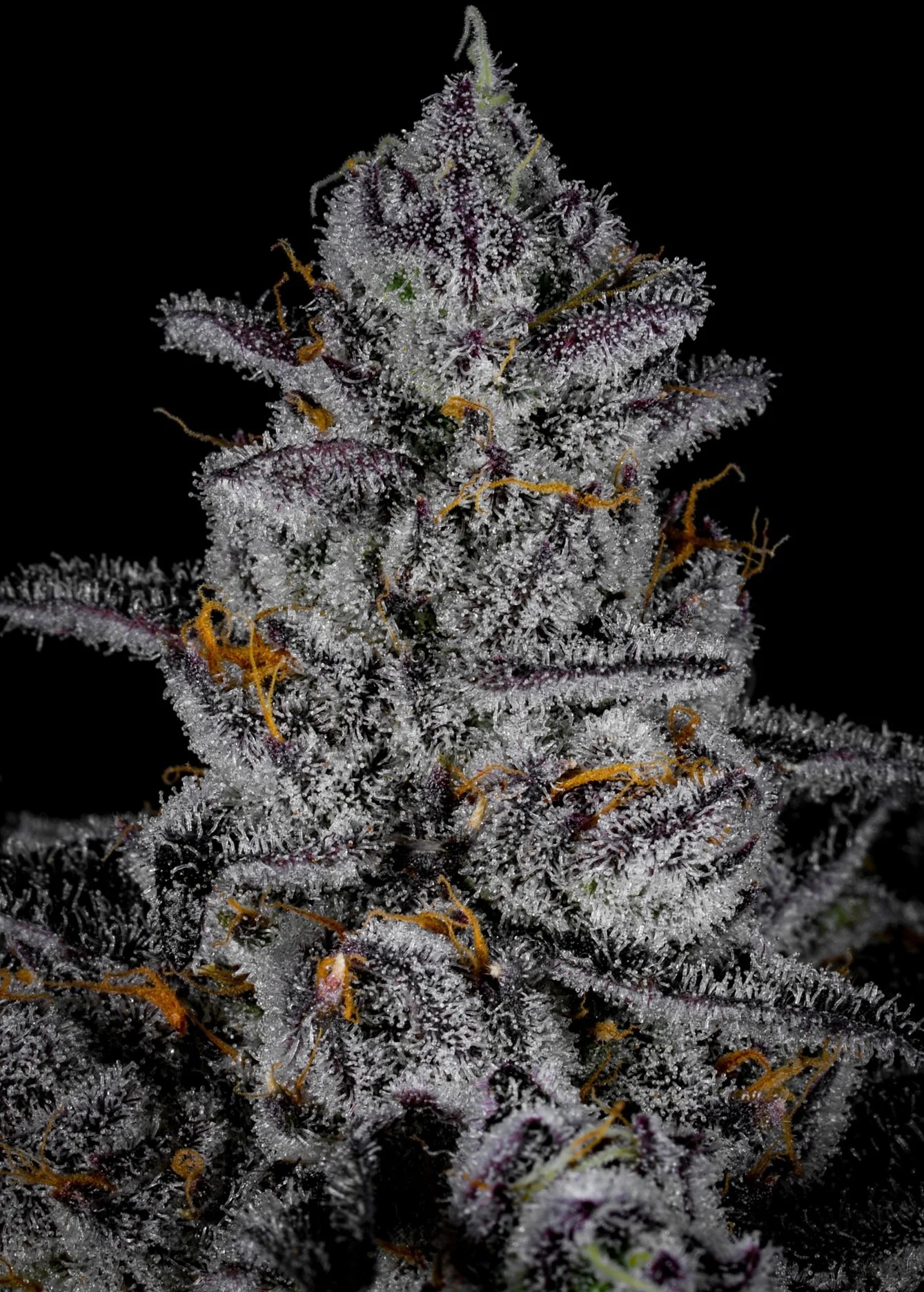 Blue Zangria – Rainbow Zangria x Blue Lobster