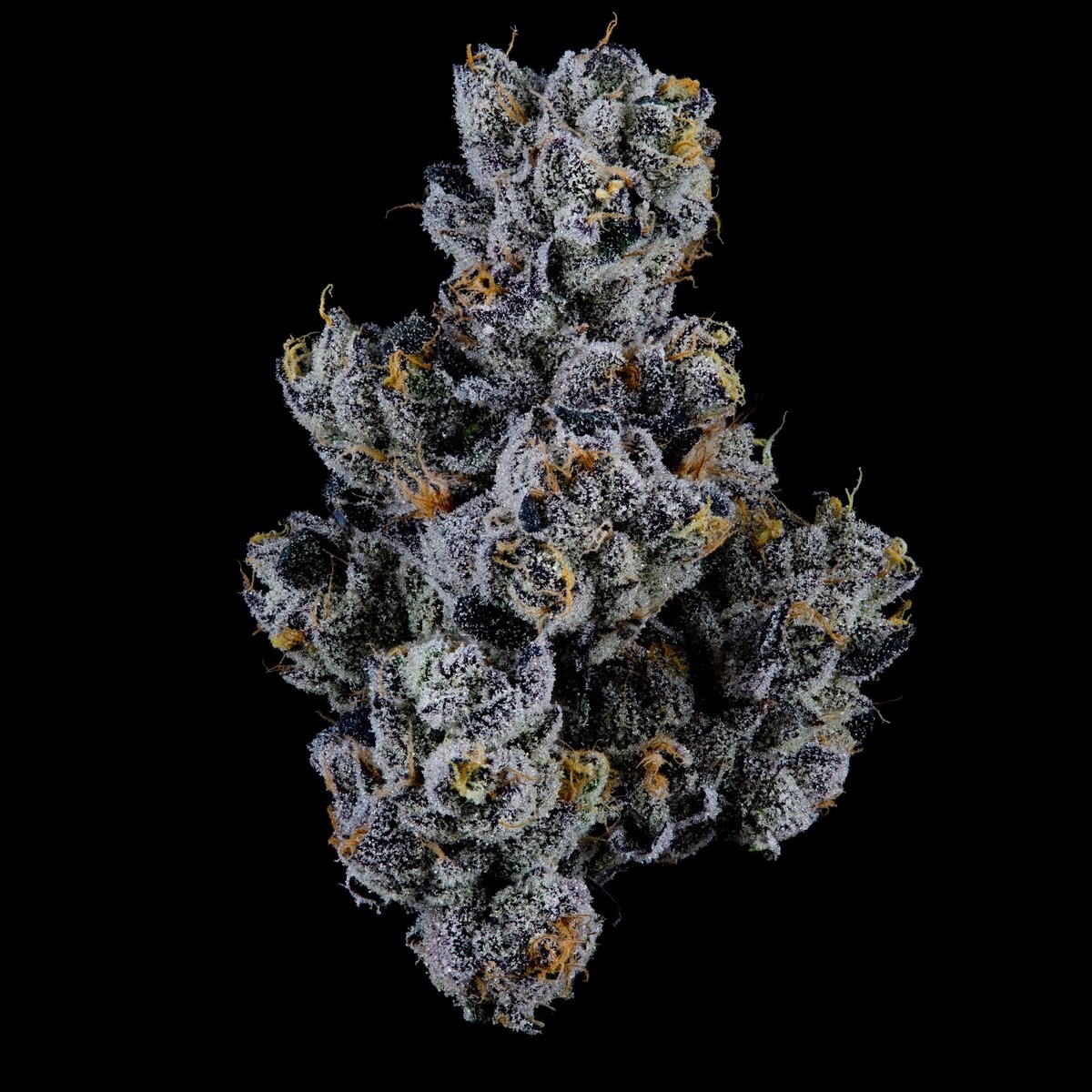 Blueberry Banana Lobster – Blueberry Banana x Blue Lobster