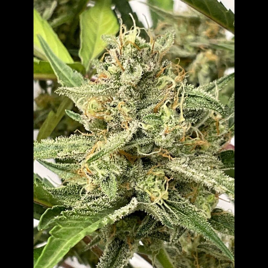 Bubble Tricks – Triks F7, Bubbawhip Auto F4