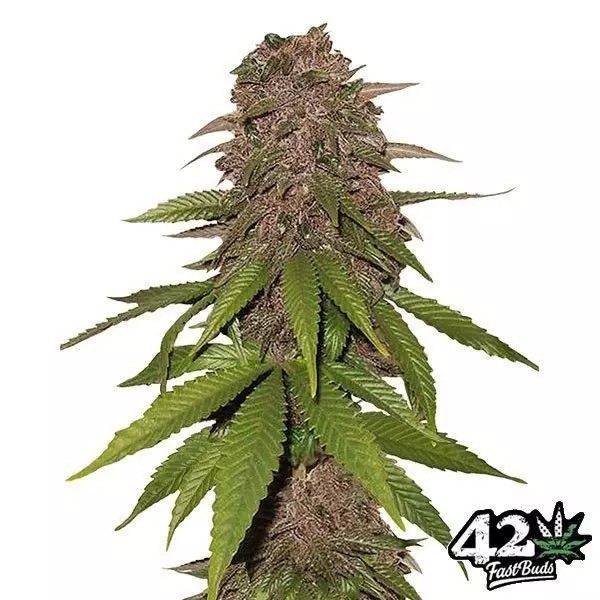 C4 Auto (5 Pack)